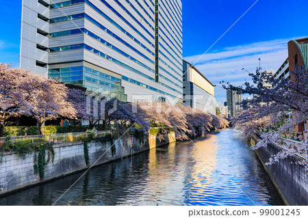Cherry blossom trees along the Meguro River in Meguro Ward, Tokyo (near Taiko Bridge) 99001245