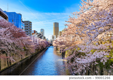 Cherry blossom trees along the Meguro River in Meguro Ward, Tokyo (Near Nakazato Bridge) 99001266