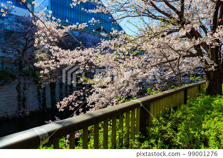 東京目黑區目黑川沿岸的櫻花樹(近中目公園橋) 東京目黑區目黑川沿岸的櫻花樹(近中目公園橋) 99001276