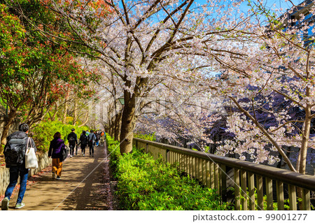 東京目黑區目黑川沿岸的櫻花樹(近中目公園橋) 東京目黑區目黑川沿岸的櫻花樹(近中目公園橋) 99001277