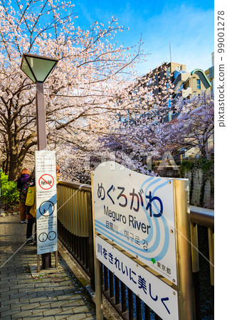 東京目黑區目黑川沿岸的櫻花樹(近中目公園橋) 東京目黑區目黑川沿岸的櫻花樹(近中目公園橋) 99001278