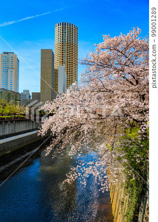 Cherry blossom trees along the Meguro River in Meguro Ward, Tokyo (near the Meguro River boat entrance) Cherry blossom trees along the Meguro River in Meguro Ward, Tokyo (near the Meguro River boat entrance) 99001289