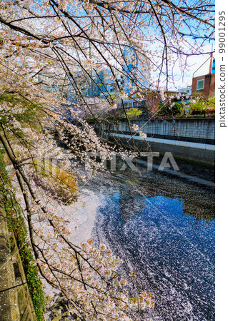 東京目黑區目黑川沿岸的櫻花樹（靠近目黑川船口） 99001295