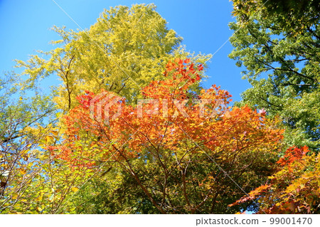 明亮的秋葉楓葉 99001470