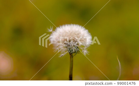 Dandelion's departure 99001476