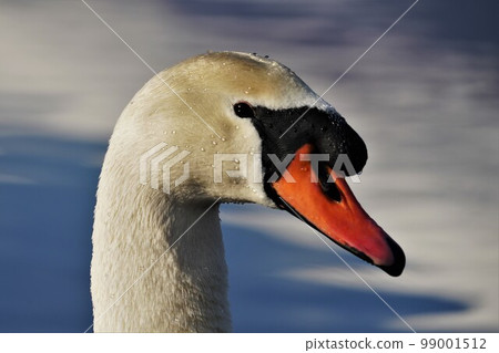 天鵝起來。 天鵝起來。 99001512