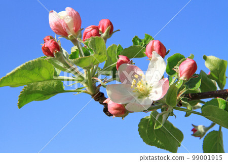 蘋果花 蘋果花 99001915