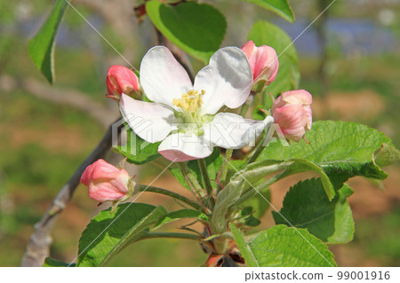 Apple flowers 99001916