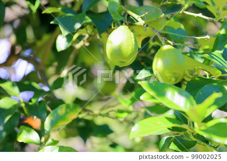 檸檬的果實 99002025