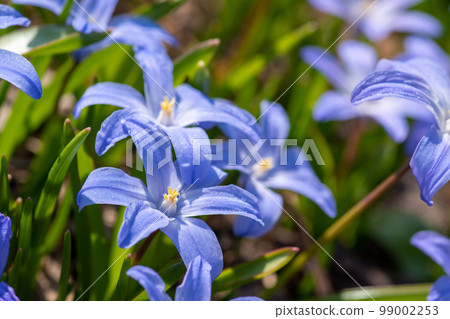 Purple Scilla sect blooming in the spring garden 99002253