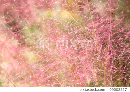 毛細管的花穗 99002257