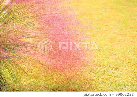 毛細管的花穗 99002258