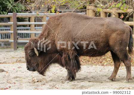 big beefy american bison 99002312