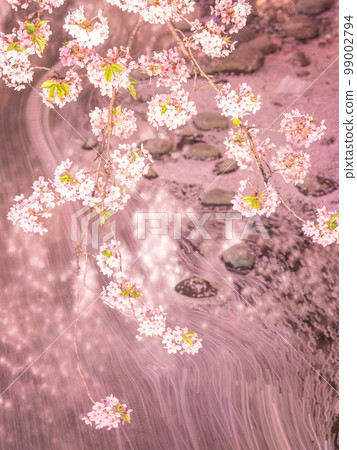 4月 愛知縣岩倉：岩倉五條川櫻花燈飾和花筏（岩倉櫻花節） 99002794
