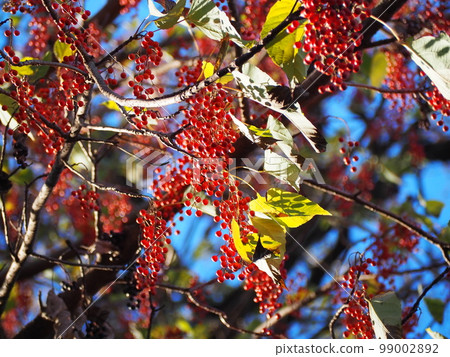 Fruit of the yellow potato Fruit of the yellow potato 99002892