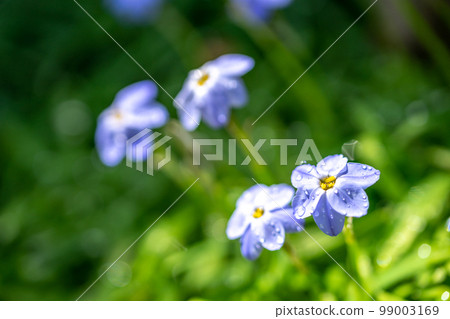 Flowers of spring 99003169