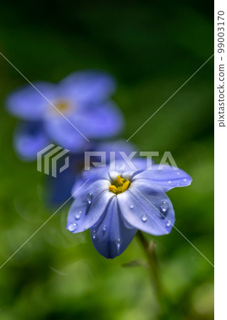 Flowers of spring 99003170
