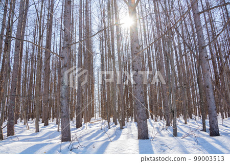Spring forest with snow and sunshine 99003513
