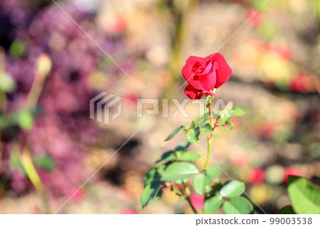 Rose flower Rob Roy 99003538