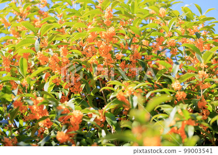 Osmanthus flower 99003541