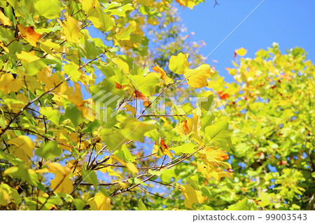 Colored tulip tree leaves 99003543