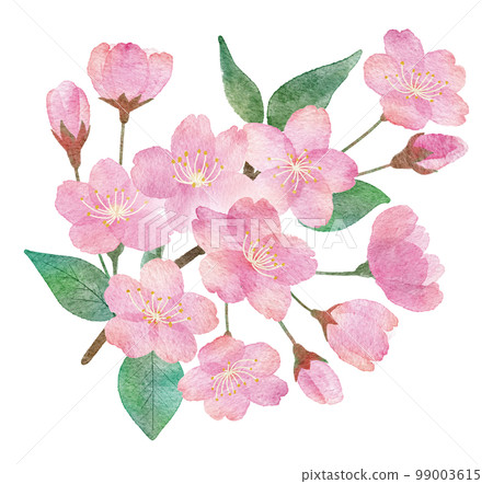 Hand-drawn watercolor illustration parts of cherry blossoms, branches and leaves 99003615