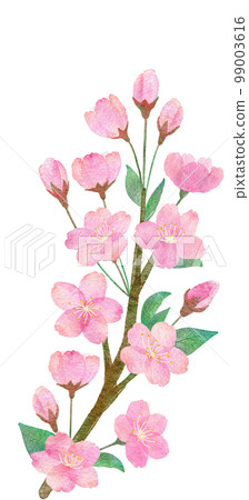 Hand-drawn watercolor illustration parts of cherry blossoms, branches and leaves 99003616