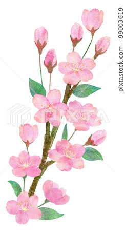 Hand-drawn watercolor illustration parts of cherry blossoms, branches and leaves 99003619