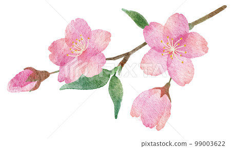 Hand-drawn watercolor illustration parts of cherry blossoms, branches and leaves 99003622
