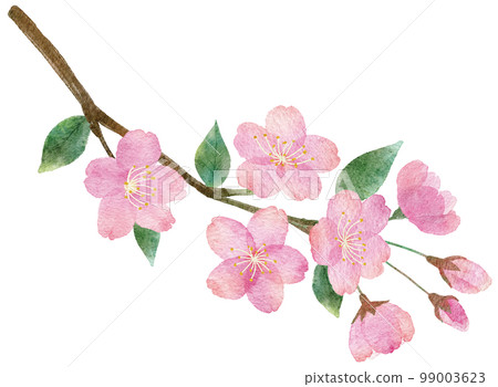 Hand-drawn watercolor illustration parts of cherry blossoms, branches and leaves 99003623