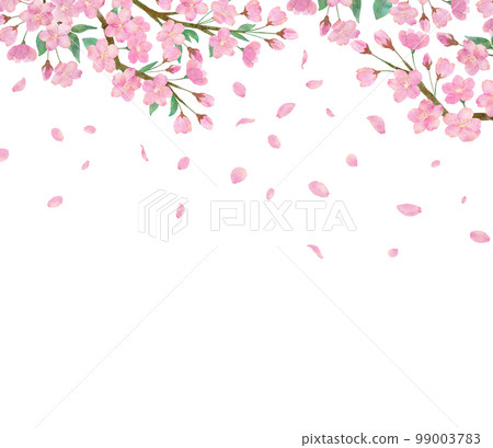 Watercolor illustration of cherry blossoms and cherry blossom petals that flutter beautifully on a transparent background 99003783