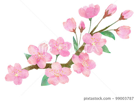 櫻花、樹枝和樹葉的手繪水彩插圖部分 99003787