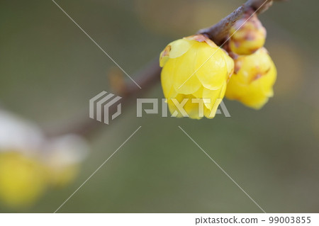 已經開始開花的日本五香粉的特寫 [Hokorobu] 99003855