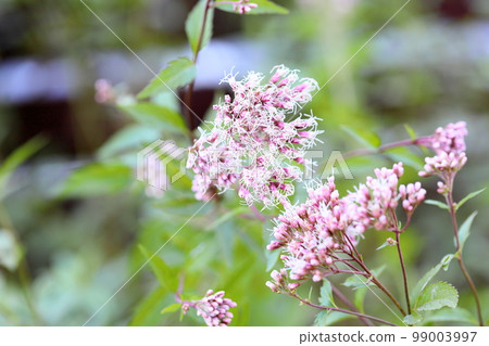 富士巴卡瑪花 99003997