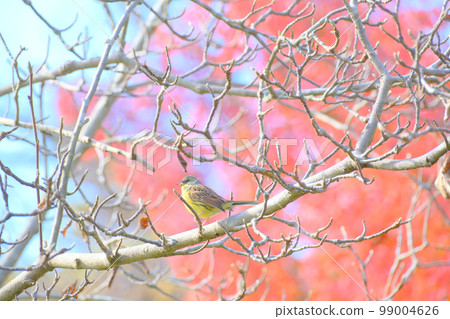 Aoji and autumn leaves 99004626