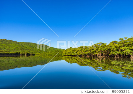 世界自然遺產“奄美大島、德之島、沖繩本島北部和西表島”仲間川紅樹林（西表島） 99005251