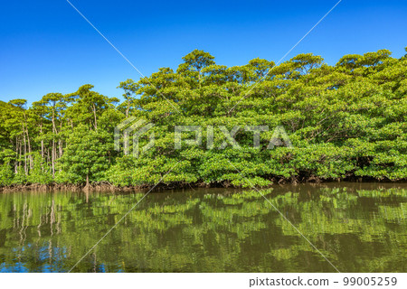World Natural Heritage "Amami Oshima, Tokunoshima, northern part of Okinawa Island and Iriomote Island" mangrove forest of Nakama River (Iriomote Island) 99005259