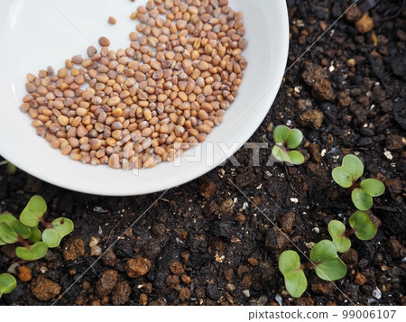 radish seeds radish seeds 99006107