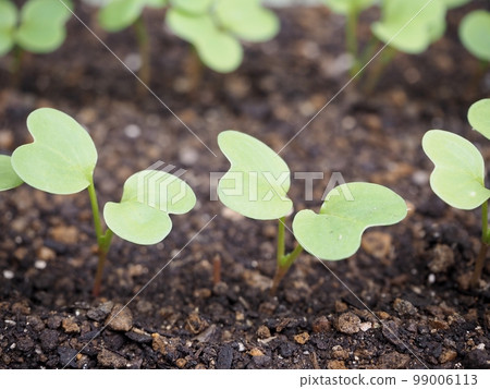 Radish germination 99006113