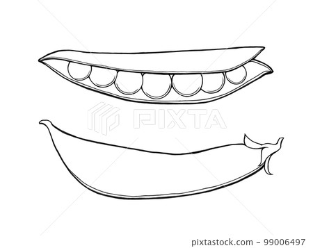 Simple illustration material (line drawing) of snap peas (some open inside) 99006497