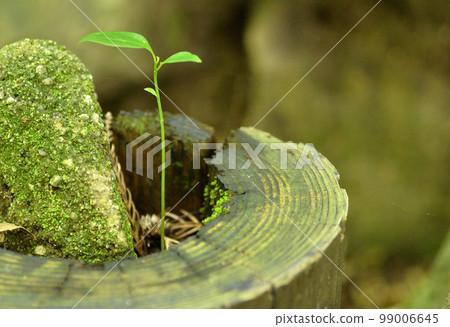 Two-leaf fresh green sprouts in the forest in an eco-friendly way to feel the greening of the land 99006645