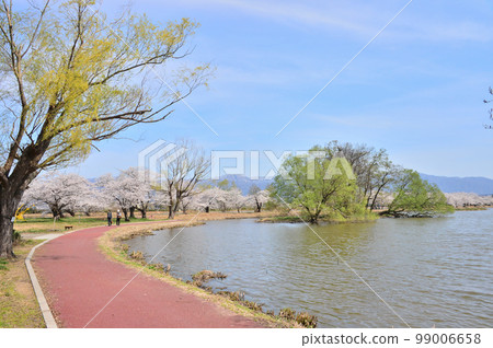 兵庫湖邊的一排櫻花樹 99006658