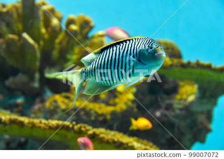 Aquarium Fish swimming comfortably inside the tank Aquarium Fish swimming comfortably inside the tank 99007072