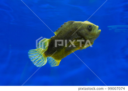 觀賞魚在水箱內舒適地游動 99007074