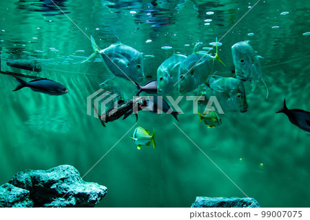 觀賞魚在水箱內舒適地游動 99007075