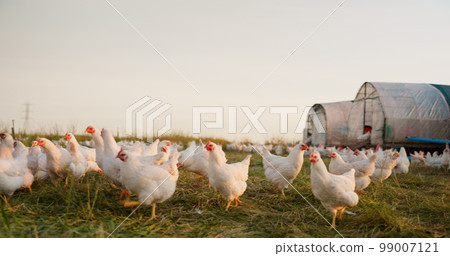 Farm, chicken and portrait of family with livestock in agriculture, sustainable and green field. Ecology, poultry and agro man and woman with girl kid farming with energy in eco friendly countryside. 99007121