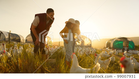 Chicken, family and farm with a girl, mother and father working in the poultry farming industry. Agriculture, sustainability or love with a woman, kid and man at work as bird farmer in nature outdoor 99007931