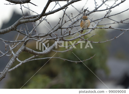 Shrike perching on a branch, Hakushu-cho, Hokuto City 99009008