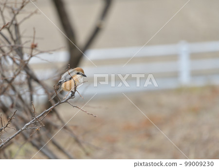 Shrike perching on a branch, Hakushu-cho, Hokuto City 99009230