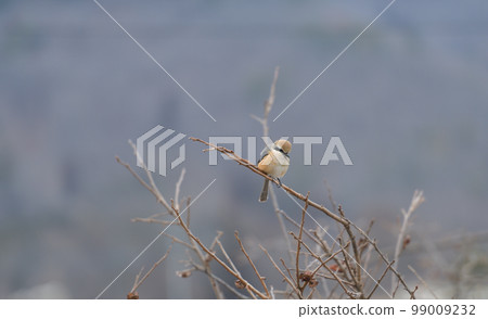 Shrike perching on a branch, Hakushu-cho, Hokuto City Shrike perching on a branch, Hakushu-cho, Hokuto City 99009232